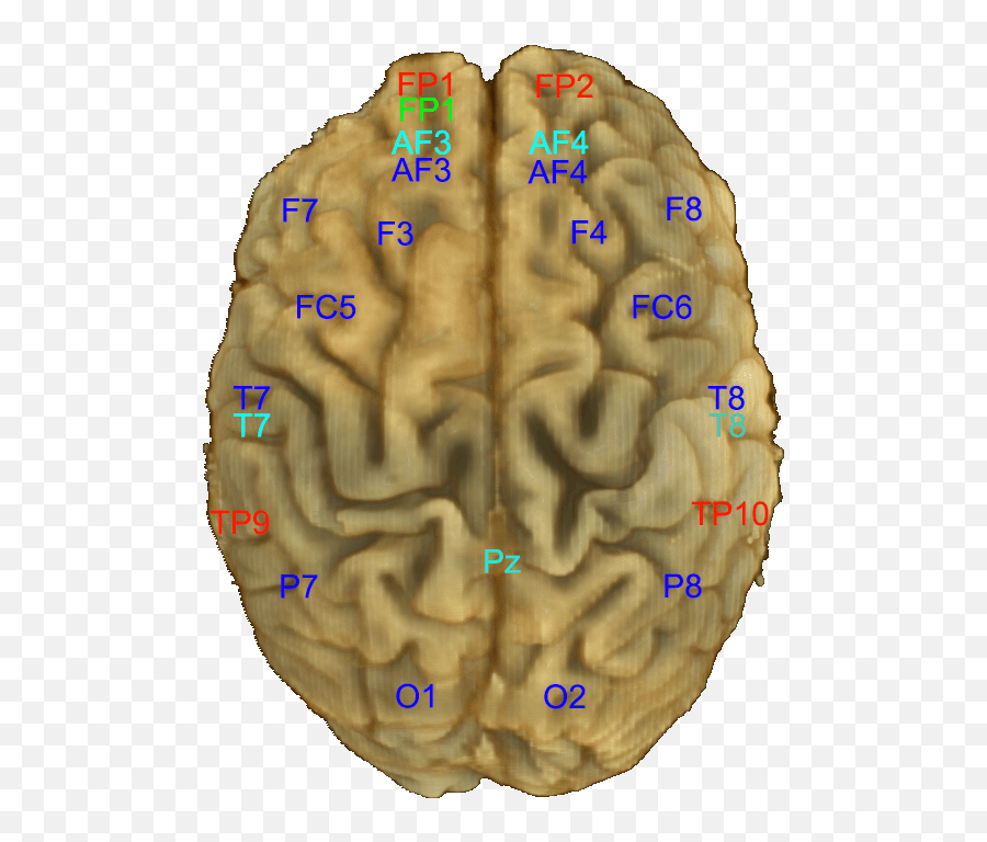 Mindbigdata The Mnist Of Brain Digits - 10 20 Eeg Brain Emoji,Emotion Location In Brain