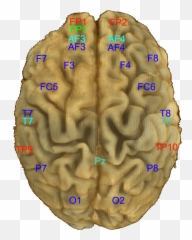 Mindbigdata The Mnist Of Brain Digits - 10 20 Eeg Brain Emoji,Emotion Location In Brain