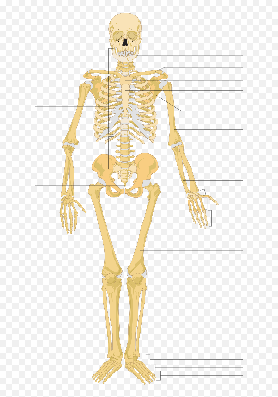 Skeleton - Wiktionary Nombre De 5 Huesos Del Cuerpo Humano Emoji,Skelton Face Emoticon