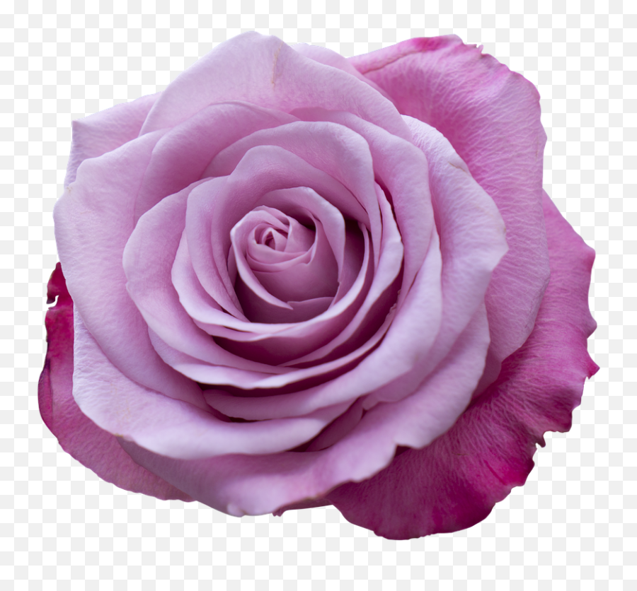 Emotion Roses Pink Purple Free Pictures - Lovely Emoji,What Emotion Is Purple