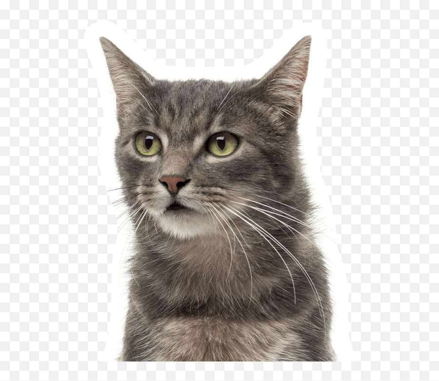 Home - Domestic Cat Emoji,Jaap Animal Emotion