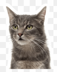 Home - Domestic Cat Emoji,Jaap Animal Emotion