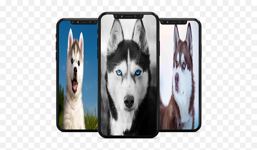 Husky Samsung S10 Hd - Hd Wallpaper App 2020 10 Apk Smartphone Emoji,Rottweiler Emoji