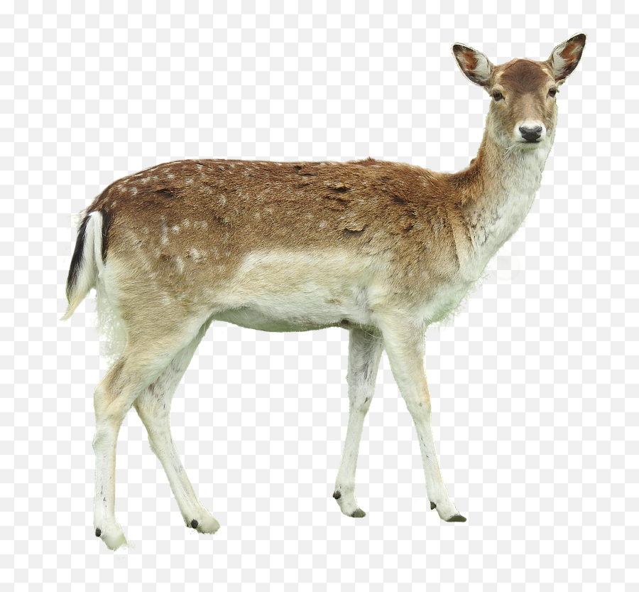 White Tailed Deer - White Tailed Deer Transparent Emoji,Whitetail Deer Emoji