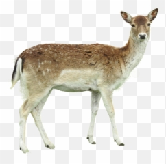 White Tailed Deer - White Tailed Deer Transparent Emoji,Whitetail Deer Emoji