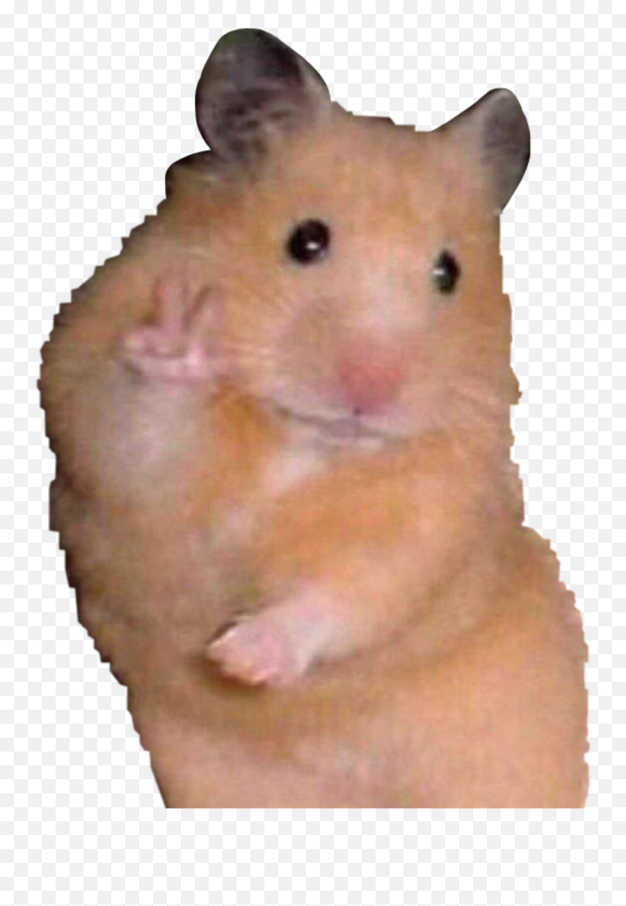 Meme Hamster Hamstermeme Peace Sticker By U2022u2022 - Hamster Meme Sticker Emoji,Hamster Emoji