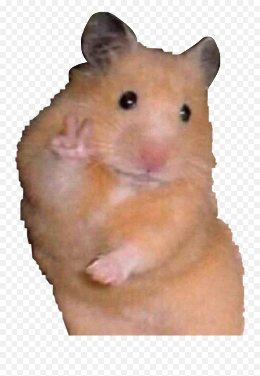 Meme Hamster Hamstermeme Peace Sticker By U22u22 Hamster Meme Sticker Emoji Hamster Emoji Free Emoji Png Images Emojisky Com