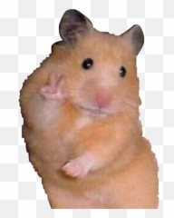 Meme Hamster Hamstermeme Peace Sticker By U2022u2022 - Hamster Meme Sticker Emoji,Hamster Emoji