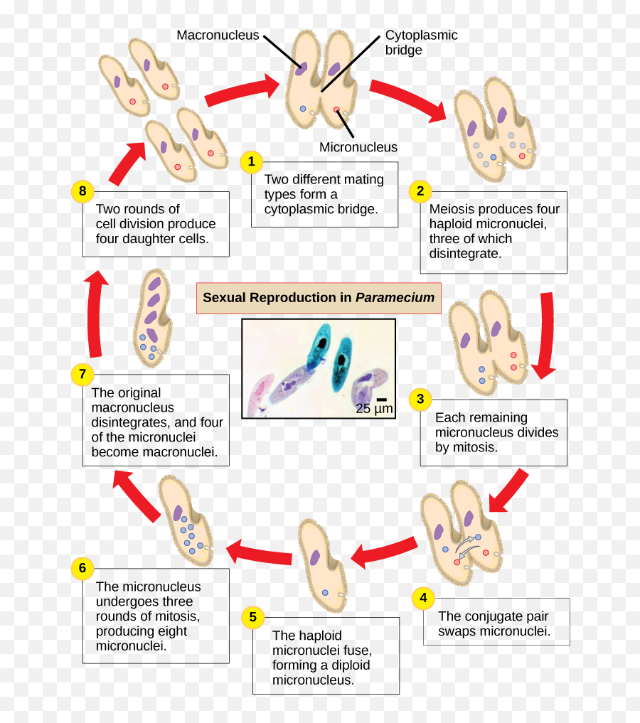 Alveolates - Biology Conjugation In Paramecium Emoji,Paramecium Eaten Emotion