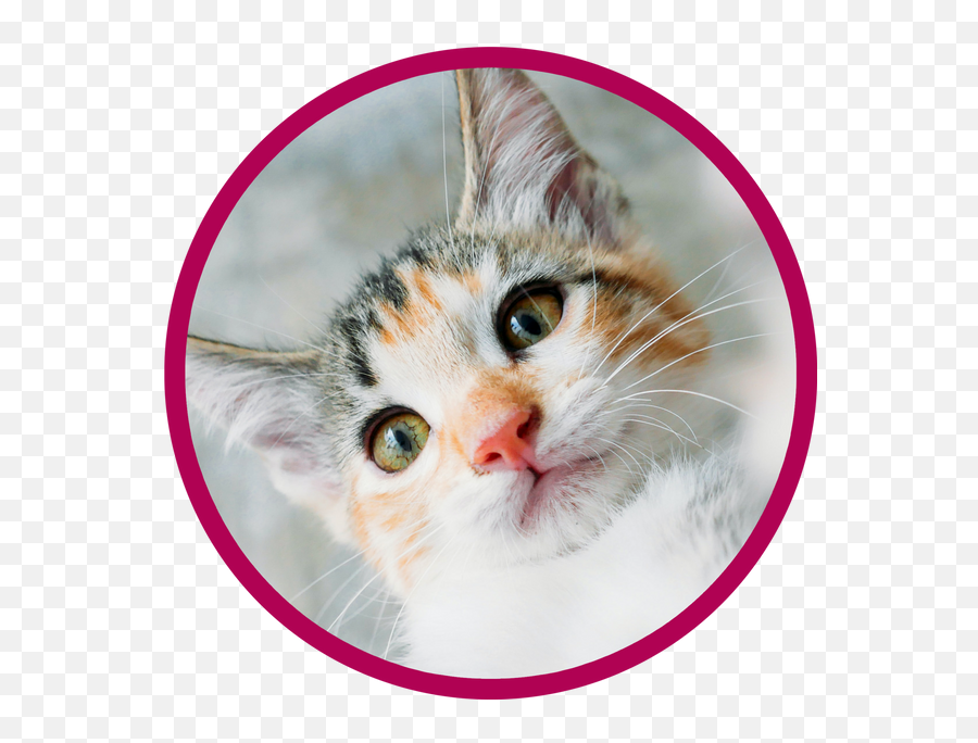 Vet Clinic In Cincinnati Bridgetown - My Kitten Emoji,Jaap Animal Emotion