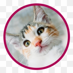Vet Clinic In Cincinnati Bridgetown - My Kitten Emoji,Jaap Animal Emotion