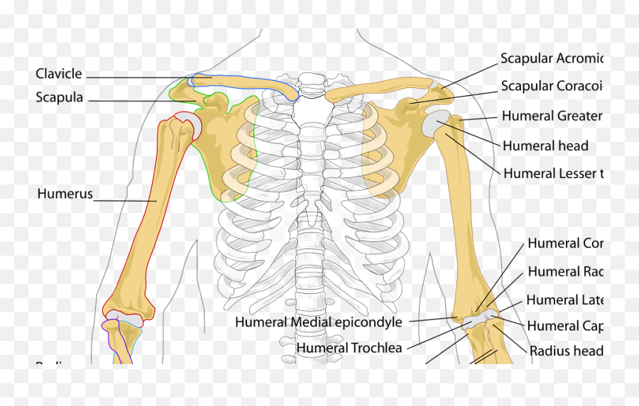 Venus Of The Rags - Arm Bones Emoji,Tender Collarbone Chest Emotions