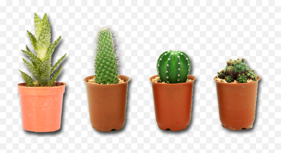 Cactus - Cactus Plant Png Transparent Emoji,Cactus Lightning Emoji