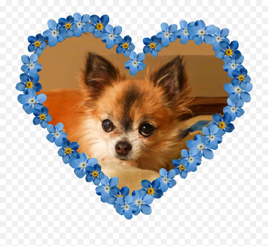 Home - German Spitz Klein Emoji,Dog Emotion