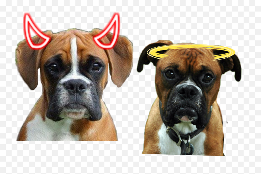 The Most Edited Boxers Picsart - Dog Supply Emoji,Emoji Boxers