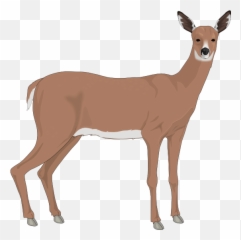 Deer Free To Use Clipart - Doe Clip Art Emoji,Whitetail Deer Emoji