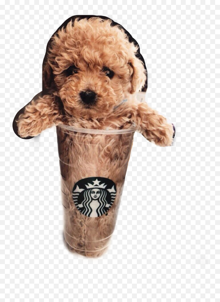 The Most Edited Puppachino Picsart - Starbucks Hk Emoji,Apple Poodle Emoji