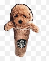 The Most Edited Puppachino Picsart - Starbucks Hk Emoji,Apple Poodle Emoji