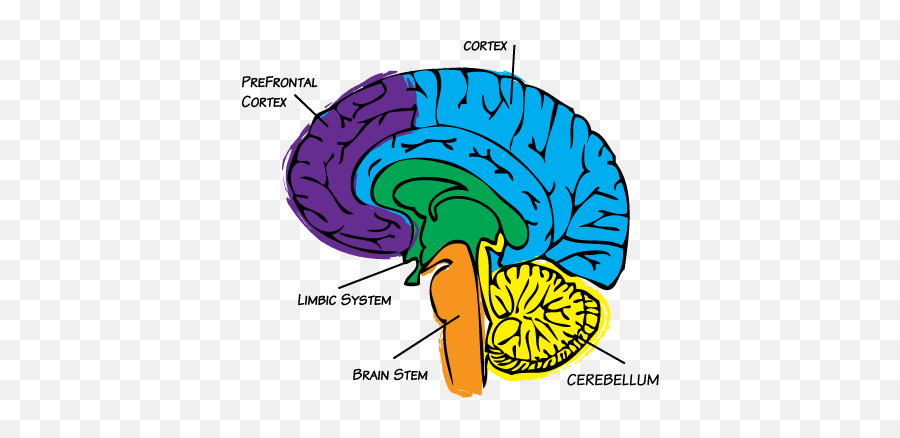 The Three Dimensions To Connection Pyramid U2013 Movement - Brain Emoji,Most Humans Are Able To Control Their Emotions Because Of This Brain Structure: