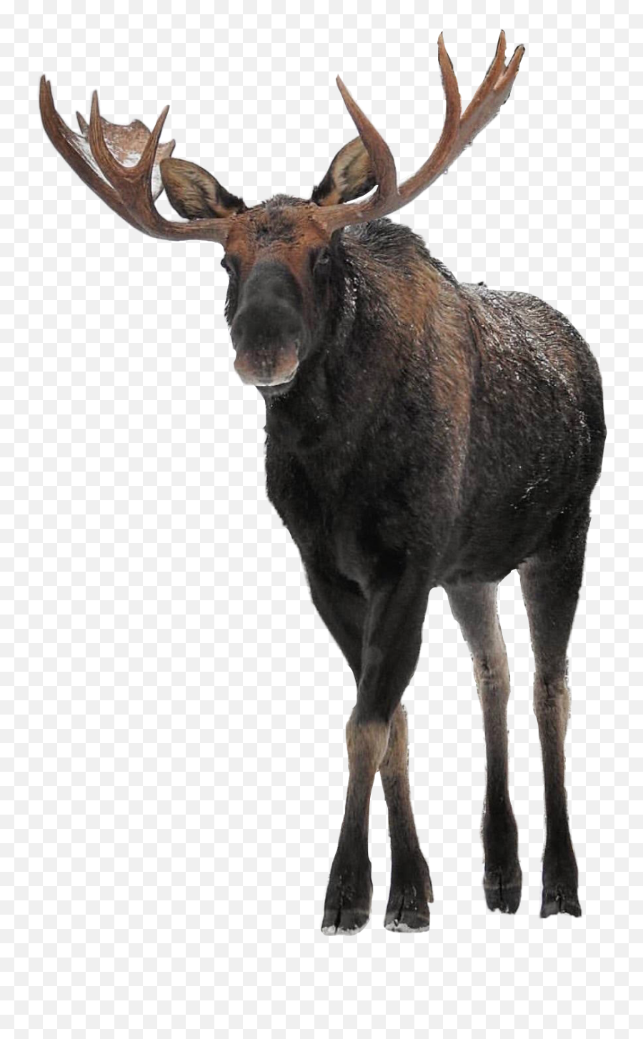 Popular And Trending - Caribou Emoji,Moose Emoji