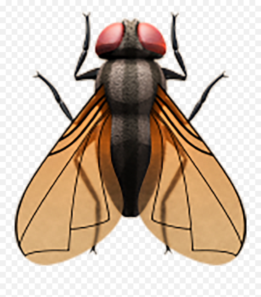 Mosca Copiar Pegar Emoji,Emojis De Animalitos Pollito Naciendo