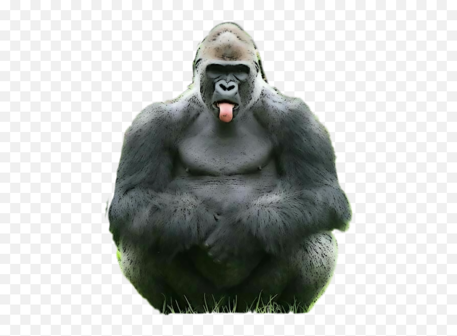 Gorilla Ape Tongue Sticker - Gorillas Emoji,Gorilla Emoji