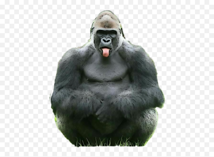 Gorilla Discord Emojis