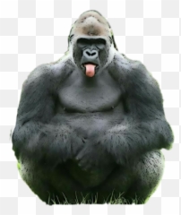 Gorilla Ape Tongue Sticker - Gorillas Emoji,Gorilla Emoji