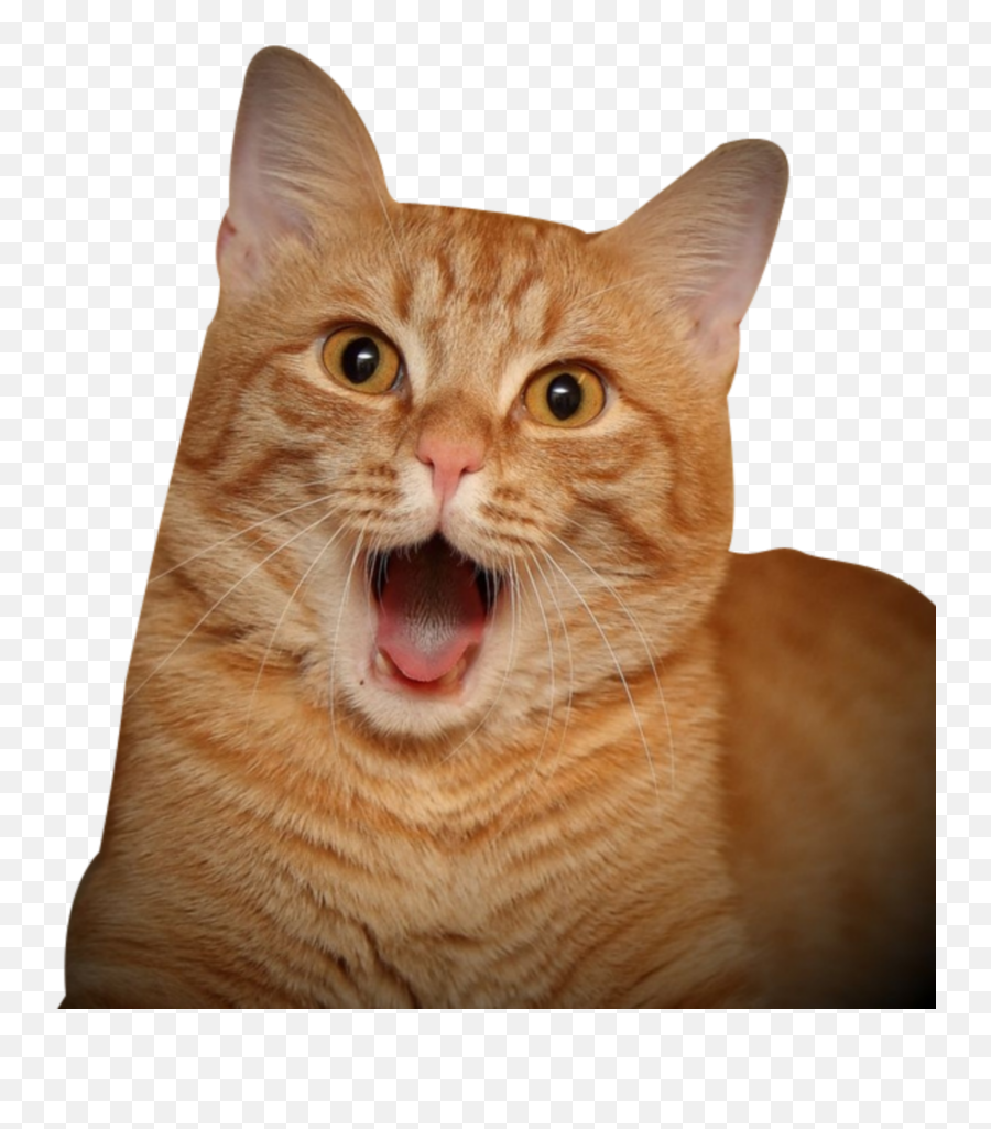 The Most Edited Asombro Picsart - Surprised Cat Png Emoji,Emoticon Asombro