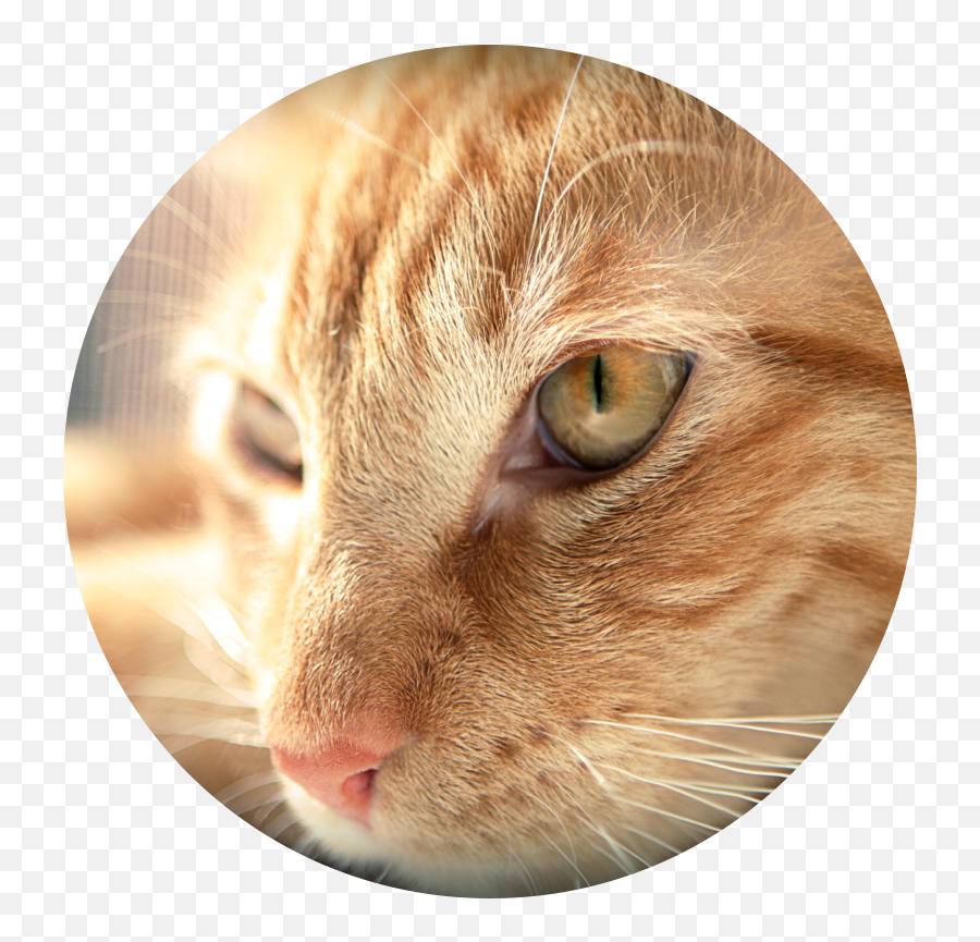 Sitters Brooklyn Cat Sitting - Domestic Cat Emoji,Cat Tail Emotions