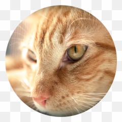 Sitters Brooklyn Cat Sitting - Domestic Cat Emoji,Cat Tail Emotions