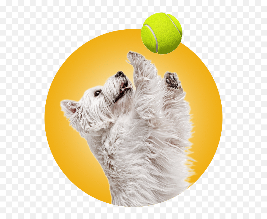 Doggy Daycare Franklin Wi - Doggy Emoji,Franklins Bad Day Emotions