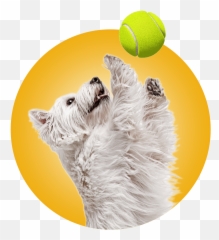 Doggy Daycare Franklin Wi - Doggy Emoji,Franklins Bad Day Emotions