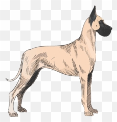 Services And Price Guide For Services At Puparazzi Day Spa - Greatdan In India Emoji,German Sheppherd Emotions Based On Ears