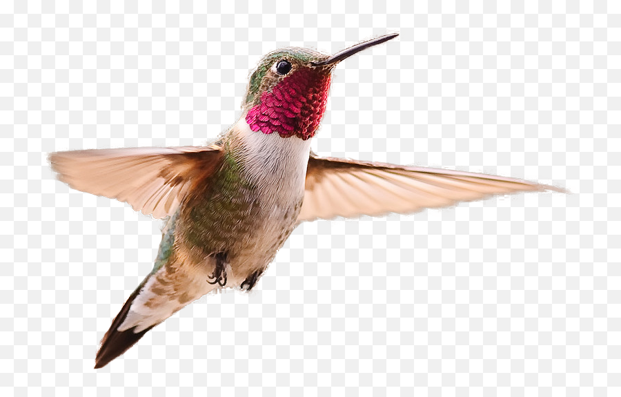 Hummingbird Clipart Summer Hummingbird - Hummingbird Png Emoji,Hummingbird Emoji