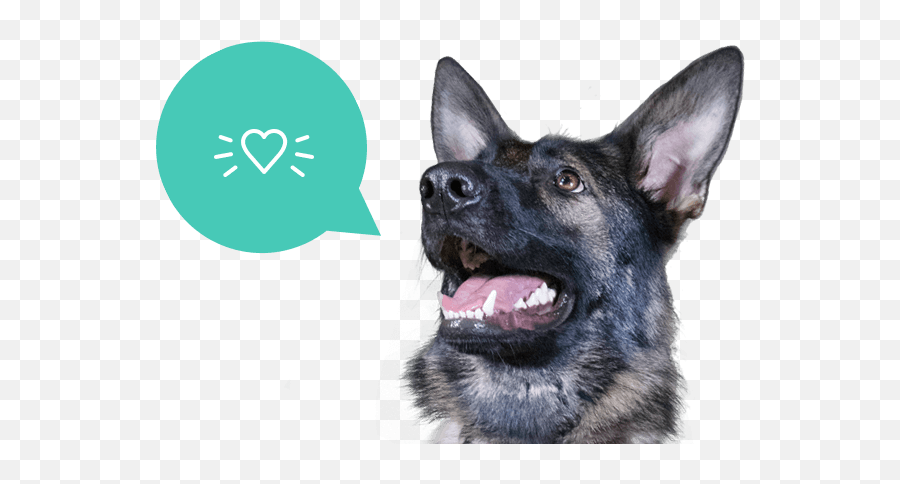 The Pet Hospitals - Collar Emoji,Dog Emotion Chart