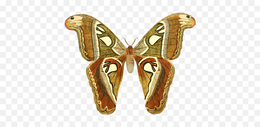 Free Photo Emoticons Smileys Emotions - Moth Vs Butterfly Emoji,Moth Emoji