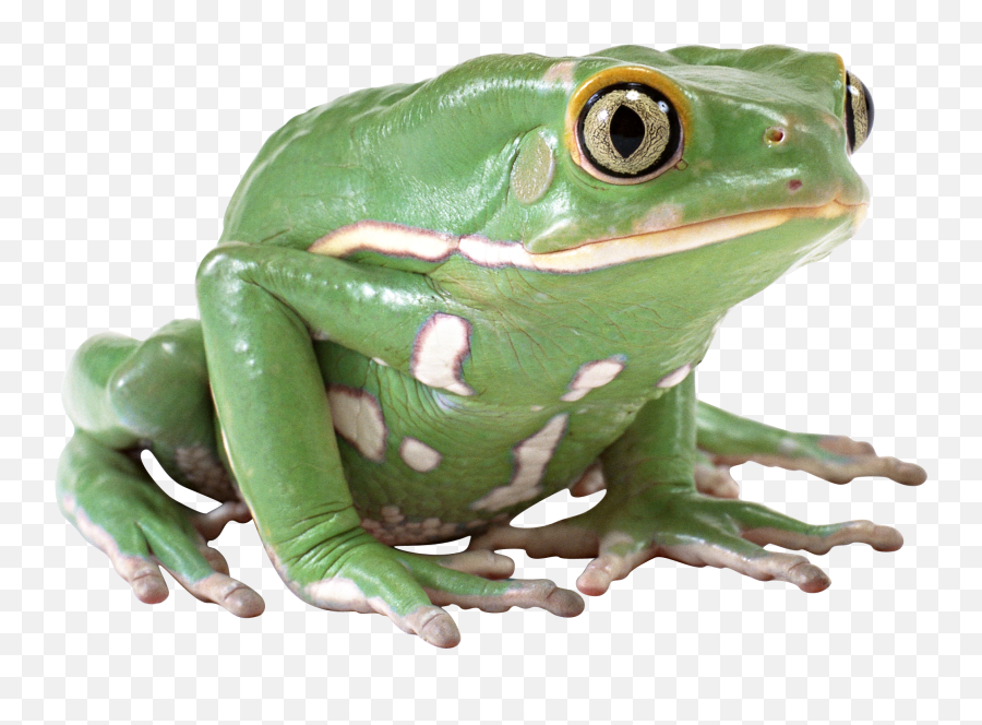 Download Free Png Frog Png Image Free Download Image Frogs - Transparent Background Frog Transparent Emoji,Apple Frog Emoji