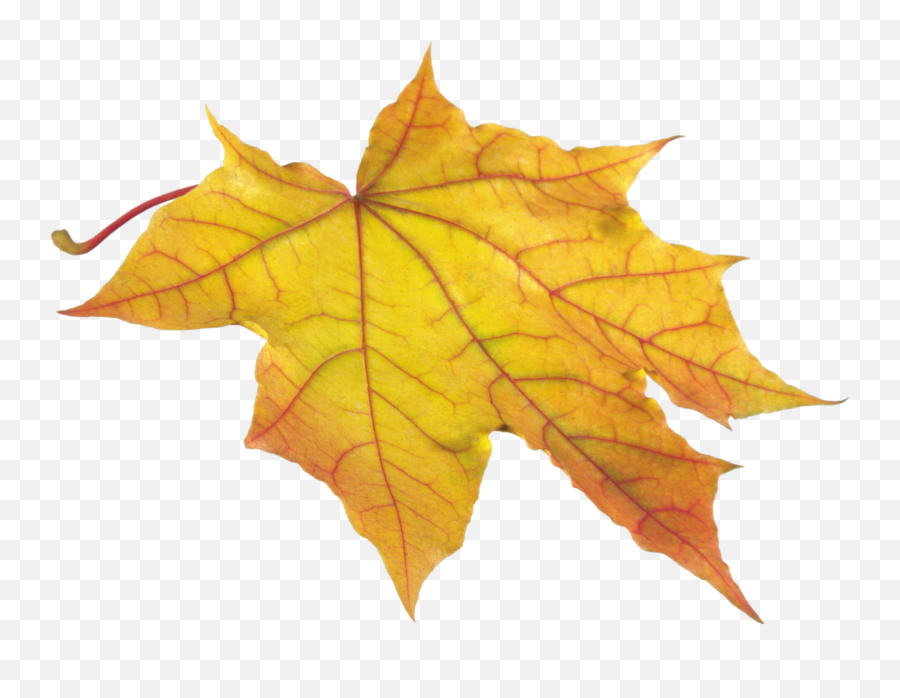 A Chilled Day In Yellow Class U2013 Home Learning Pinewood - Single Autumn Leaves Transparent Background Emoji,Maple Leaf Emoji Png