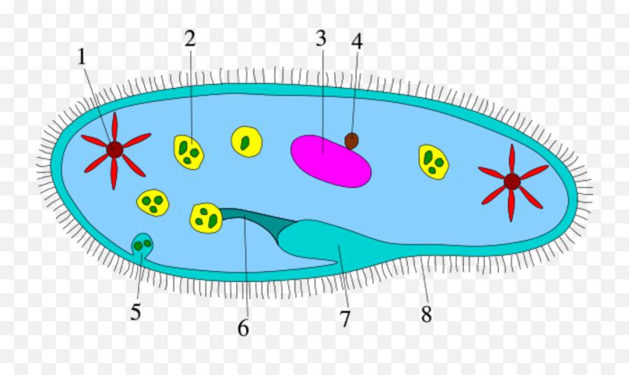 Introduction To Protists - Diagram Protists Cell Emoji,Paramecium Eaten Emotion