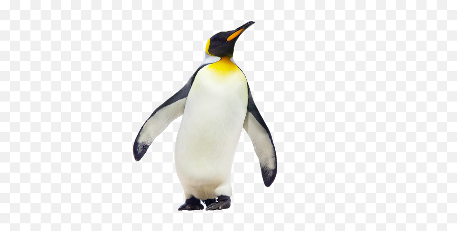 Prueba Diagnóstico Tercero Básico - King Penguin Macaroni Penguin Emperor Penguin Emoji,Whatsapp Emoticons Penguinpng