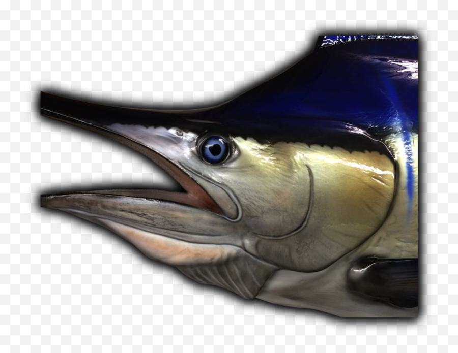 Blue Marlin Fish Mount Replica Head Close - Up Emoji,Arowana Fish Emotion