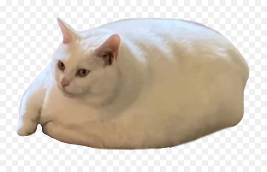 Cat Chunky Fatcat Chunkycat Kitty - Soft Emoji,Fat Cat Emoji