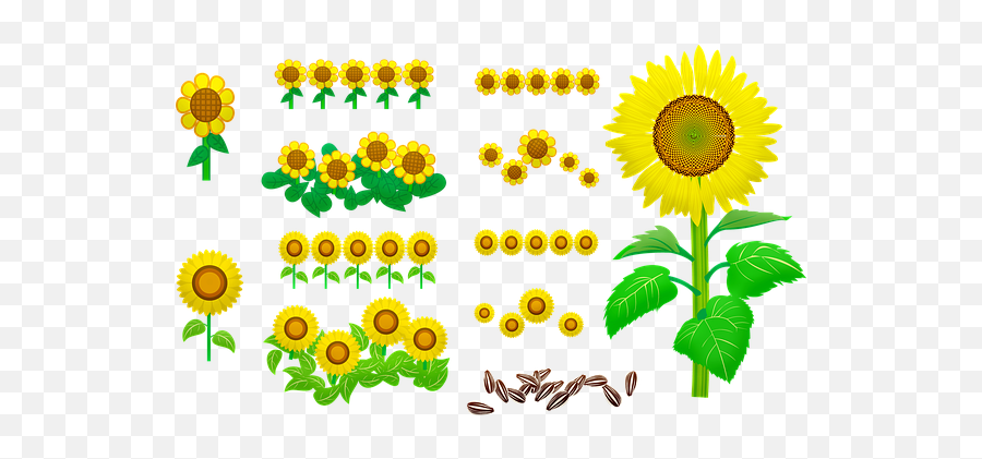 900 Free Sunflower Seeds U0026 Sunflower Images Emoji,Bee And Sunflower Emoji