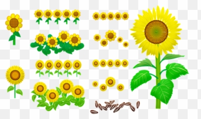 900 Free Sunflower Seeds U0026 Sunflower Images Emoji,Bee And Sunflower Emoji