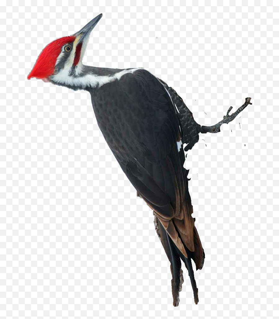 The Most Edited - Pileated Woodpecker Emoji,Woodpecker Emoji