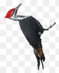 The Most Edited - Pileated Woodpecker Emoji,Woodpecker Emoji