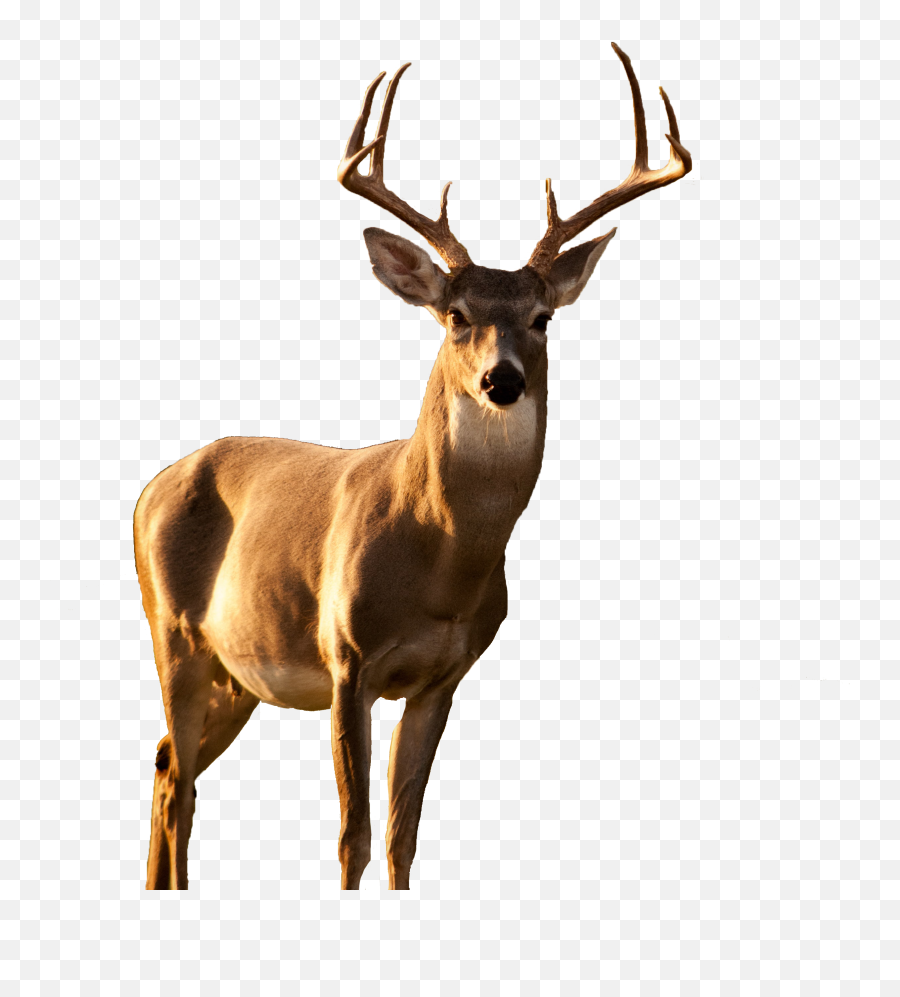 Deer Sticker - Caribou Emoji,Whitetail Deer Emoji