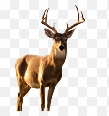 Deer Sticker - Caribou Emoji,Whitetail Deer Emoji