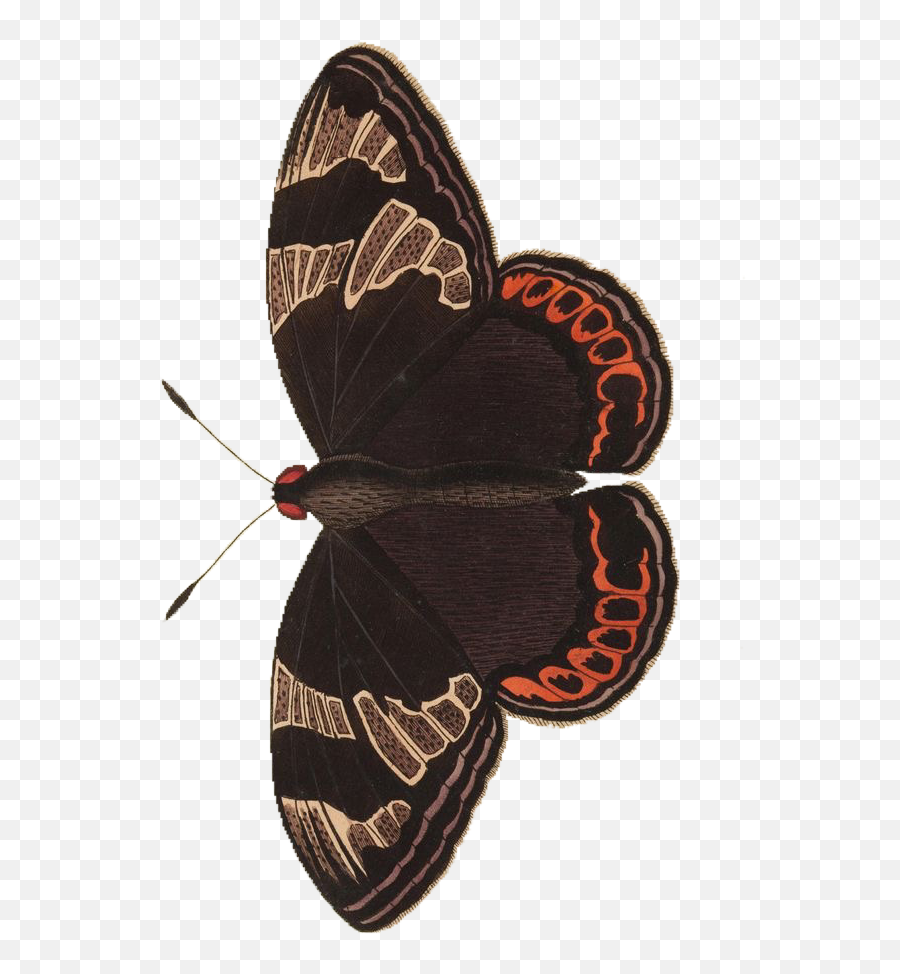 Moth Moths Insect Insects Sticker - Butterflies Emoji,Moth Emoji